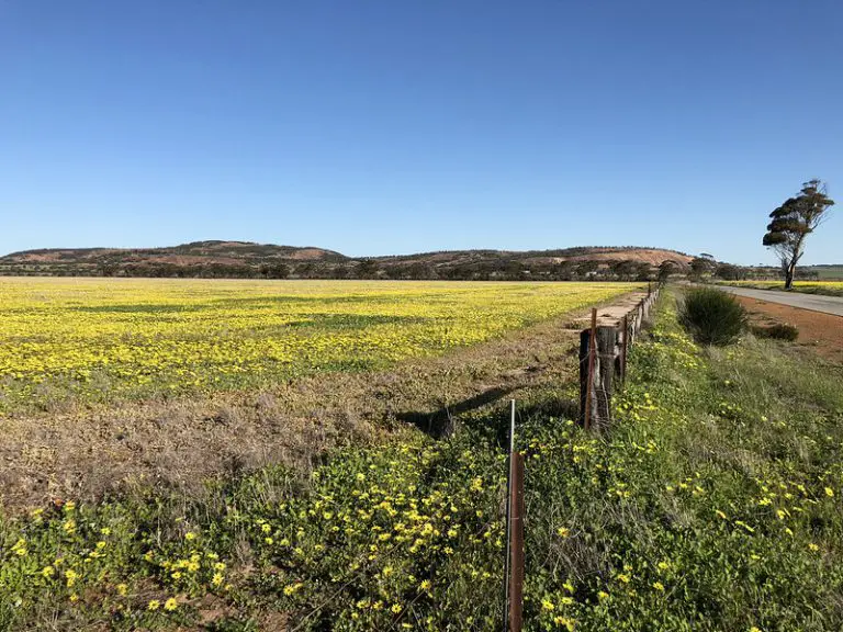 Wheatbelt Buy and Sell Wheatbelt Buy Sell and Swap, WA